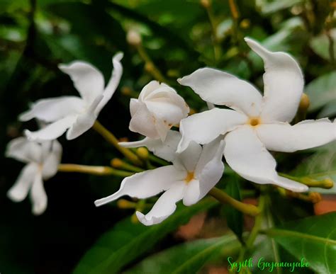 Flora of Sri Lanka