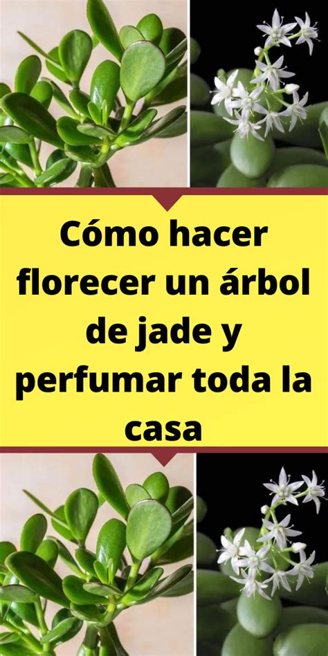 Cómo hacer florecer un árbol de jade y perfumar toda la casa Jade