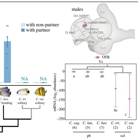 Neurochemical Receptor Gene Expression In Specific Brain Regions Download Scientific Diagram