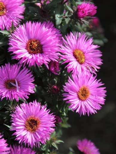 Aster Novae Angliae Vibrant Dome Herfstaster Bloemenpark Appeltern