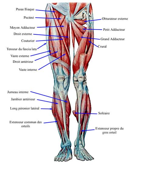 Anatomie Des Muscles Du Membre Inférieur