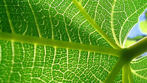 X X Leaf Plant Veins Coolwallpapers Me