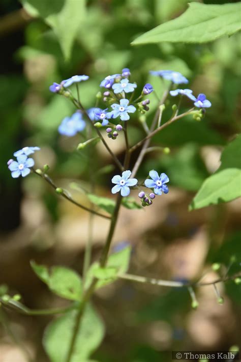 Brunnera Macrophylla Langtrees Urzeitwald Waldhilsbach