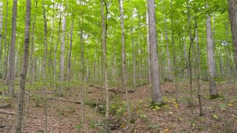 Hoosier National Forest Camping Guide - Beyond The Tent