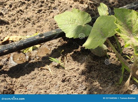 Drip Irrigation System For Pumpkin Irrigation And Watering Pumpkin