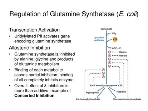 Ppt Overview Of Nitrogen Metabolism And Biosynthesis Of Amino Acids Powerpoint Presentation