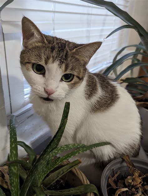 I interrupted her chirping at the bluejays : r/cats