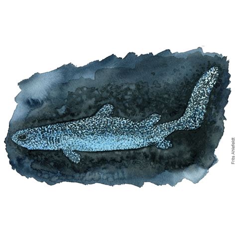 Dw00453 Kitefin shark glow – Frits Ahlefeldt: Logbook, watercolors ...