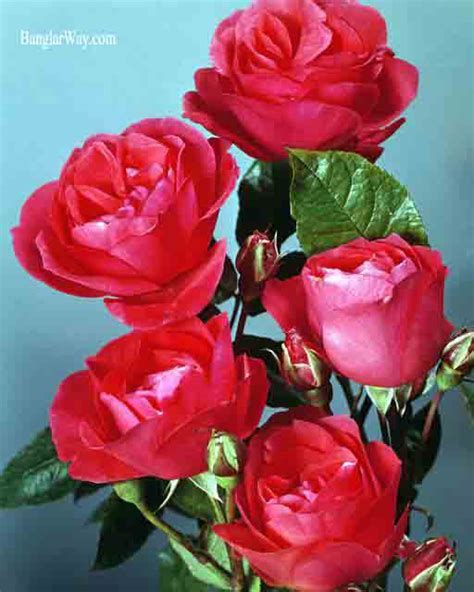 golap ful chbi oo pikcar daunlod golap ful pic