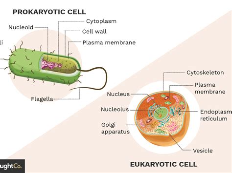 Prokaryotic Cells Vs Eukaryotic Cells Images