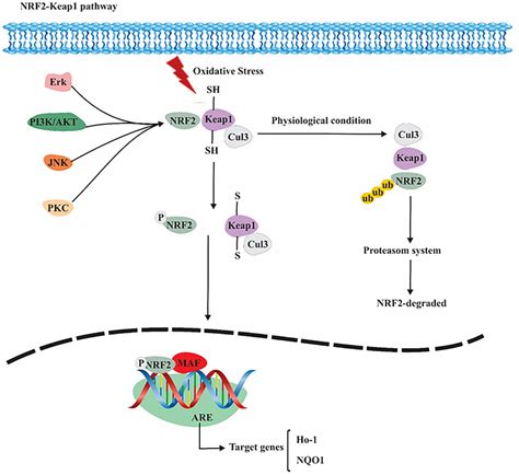 The Signaling Pathway Involving Nrf Keap Are Is Shown In A Schematic