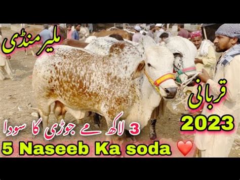 5 Naseeb Ka Soda Soday He Soday Malir Mandi Latest Update Cow