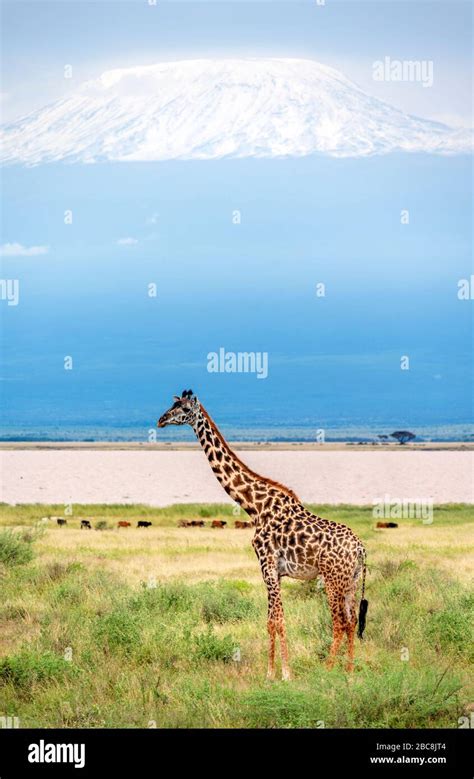 Masai Giraffe Giraffa Camelopardalis Tippelskirchii With Mount