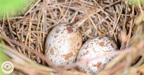 What Color Are Cardinal Eggs Wildlife Chatter