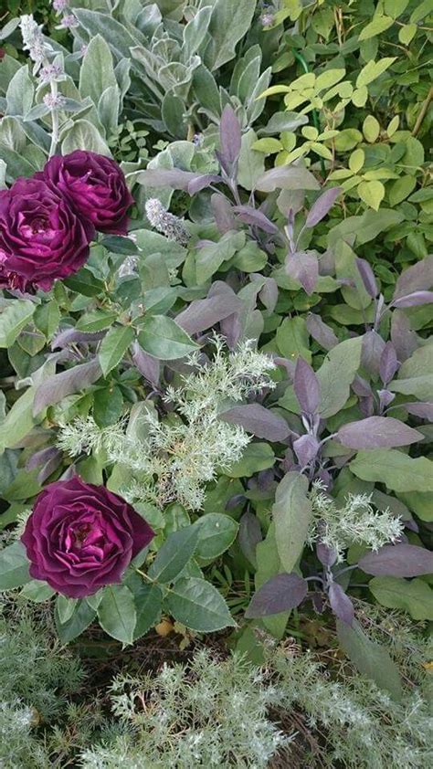 Some Purple Flowers And Green Leaves In The Grass