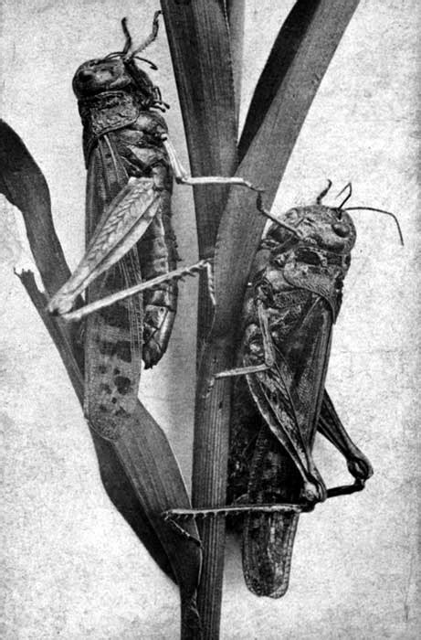 Grasshopper Plague Of The Great Plains Legends Of Kansas