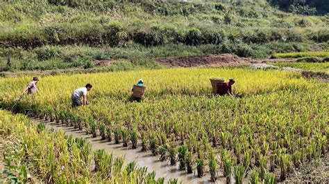 重庆綦江：“稻鱼共生”生态种养模式迎来双丰收 视界网