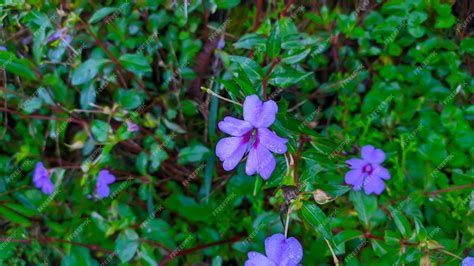 Premium Photo | Closeup of geranium palmatum purple flowers