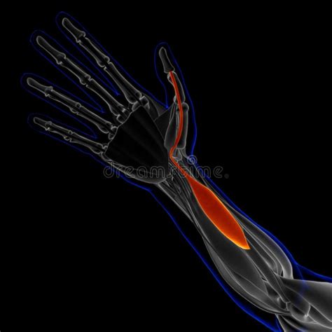 Flexor Pollicis Brevis Muscle Anatomy For Medical Concept 3d