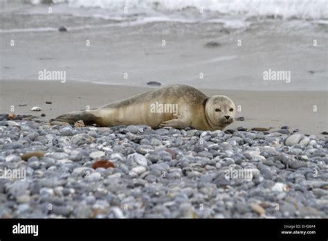 gray seal pup Stock Photo - Alamy