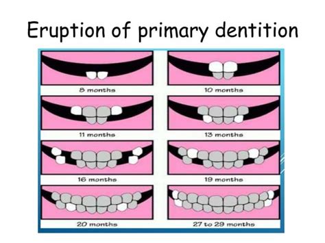 Chronology Eruption Disorders Importance Of First Permanent Molar Pptx