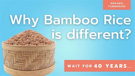 Why Bamboo Rice Is Different Youtube