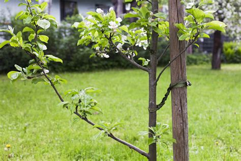 How To Stake A Tree The Complete Guide