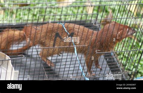 Garangan Jawa Or Small Indian Mongoose In Cage Stock Video Footage Alamy