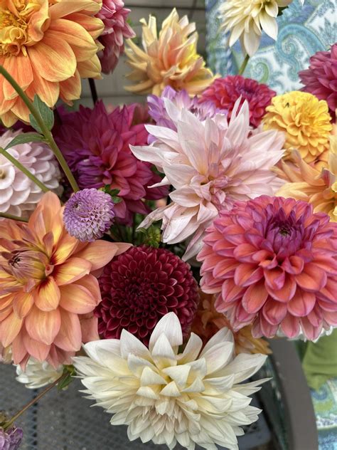 Pleasant View Gardens added a new... - Pleasant View Gardens