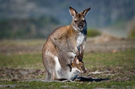 Wallaby