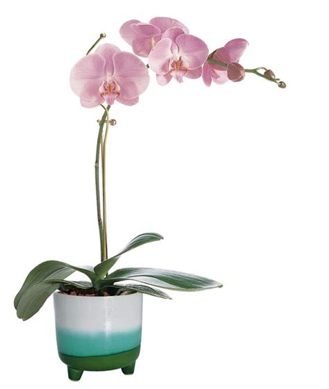 Mother's Day Orchid Plant - Calyx Flowers, Inc