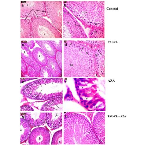 Photomicrographs Of Testis Sections From All Experimental Groups Light