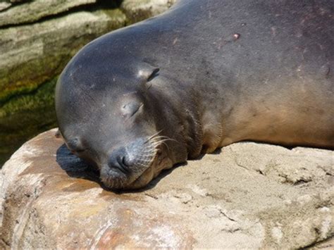 Boulogne Sur Mer Nausica Aquarium Leven Onder Water