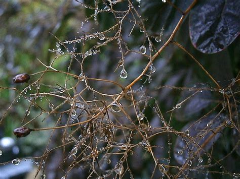 Kostenlose Foto Baum Wasser Natur Ast Tau Regen Blatt