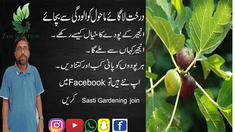 How To Grow Anjeer Fig Plant Care Anjeer Ka Poda Ghr Per Lagany My