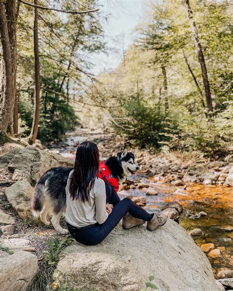 Best Dog Friendly Hikes Near Nyc