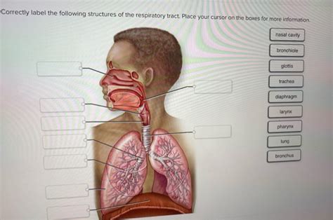 Solved Correctly Label The Following Structures Of The Chegg