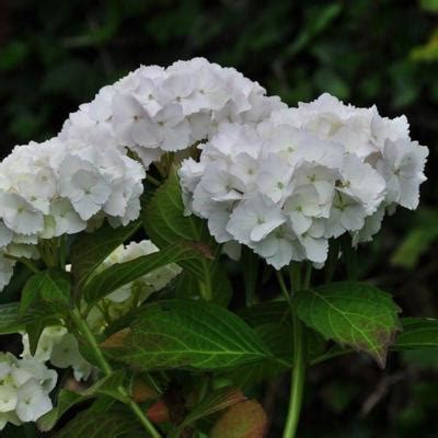 Hydrangea Serrata Magic Pillow Buy Plants At Coolplants