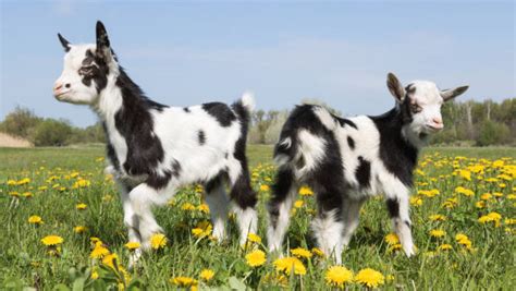 Goat Feet Stock Photos, Pictures & Royalty-Free Images - iStock