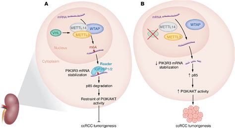 Figure From Vhl Governs M A Modification And Pik R Mrna Stability In