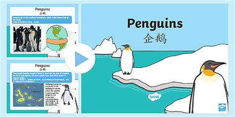 Ks1 Penguin Fact File Powerpoint Englishmandarin Chinese