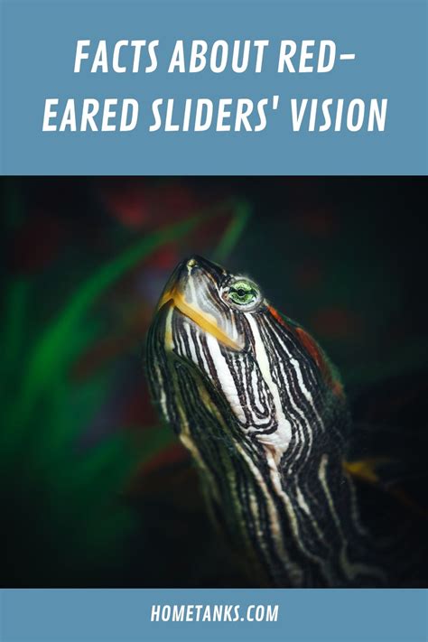 Can Red Eared Sliders See In The Dark Facts About Their Fascinating