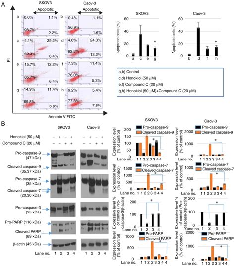 Honokiol Induces Apoptosis And Suppresses Migration And Invasion Of