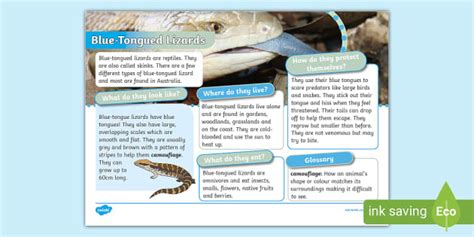 Ks Blue Tongued Lizard Fact File Lehrer Gemacht Twinkl