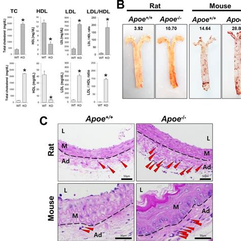 Different immune cell distribution between Apoe knockout rats and mice ...