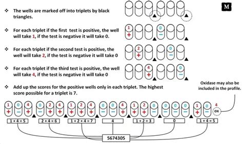 Api Test E Test How It Works And Uses Microbial Notes