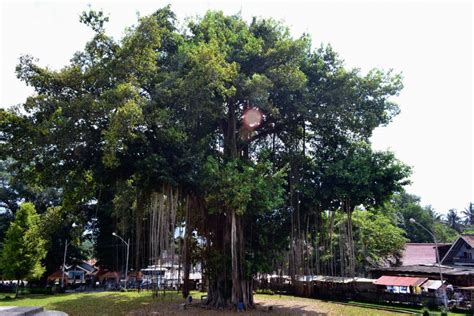 Informasi Menarik Manfaat Pohon Beringin Untuk Taman