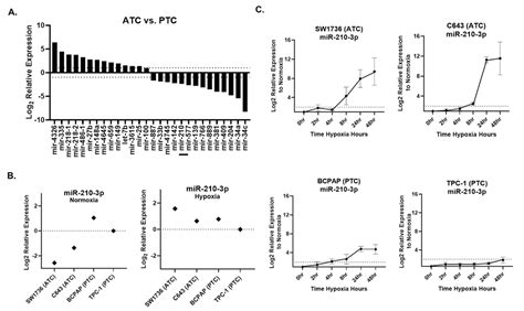 Ijms Free Full Text Mir 210 Expression Is Strongly Hypoxia Induced