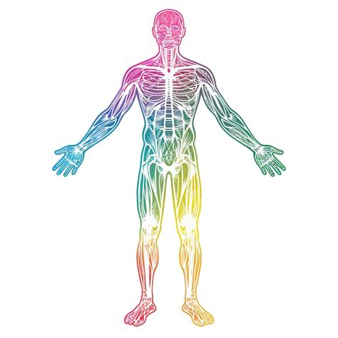 Anatomie Van Het Menselijk Lichaam Premium Vector