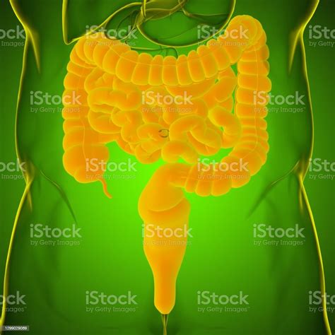 Small And Large Intestine 3d Illustration Human Digestive System